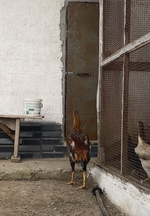 дакан яйца инкубационные