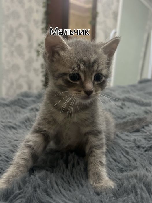 Котята 4 недели