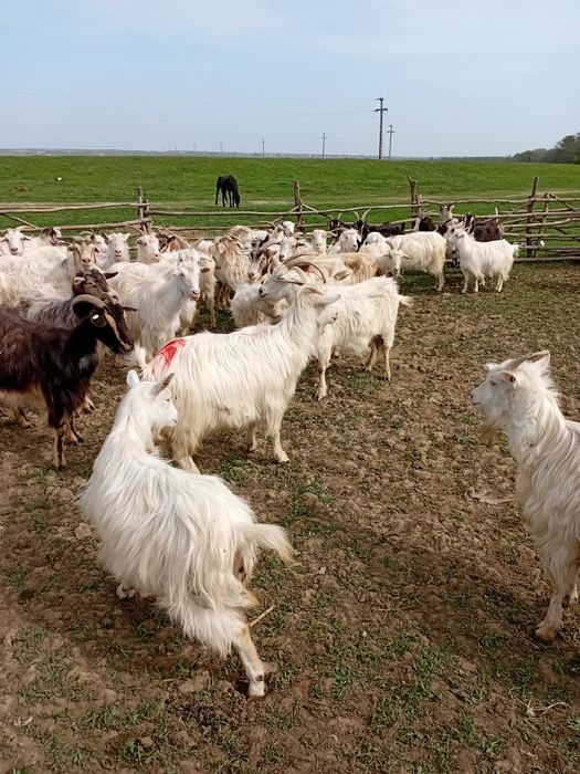 Vând capre bune.