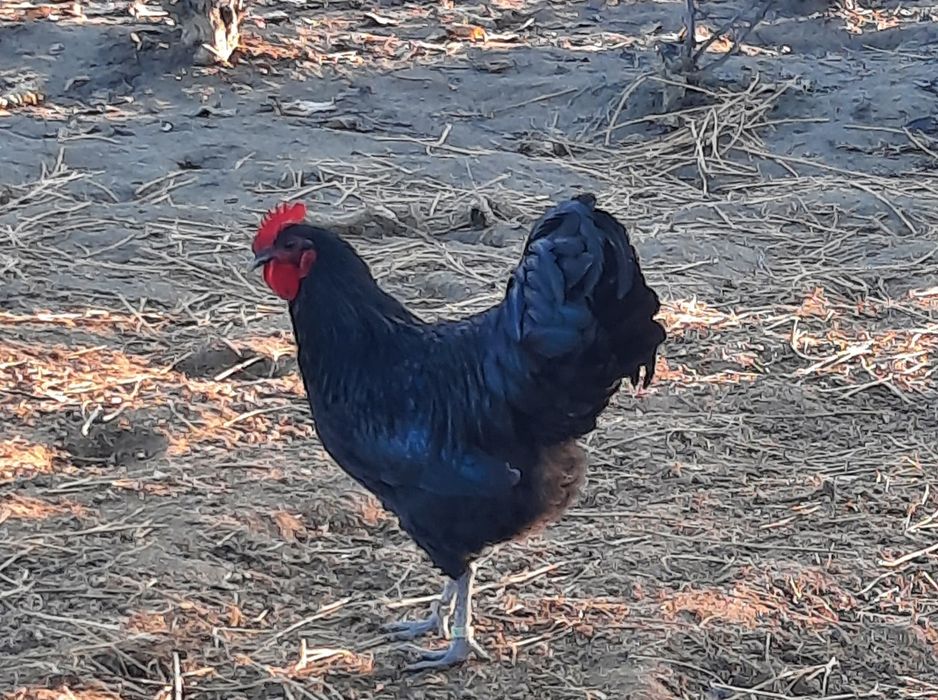 Austrolop  familie 5 +1