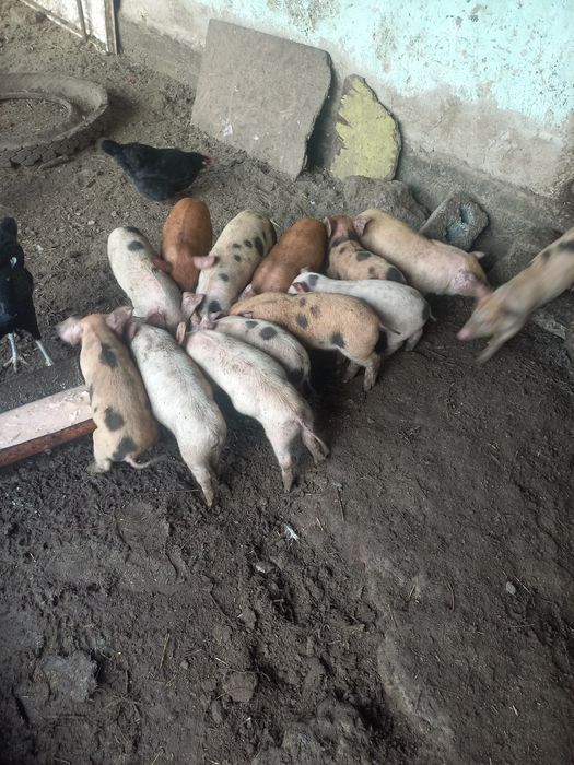 Поросята месячные