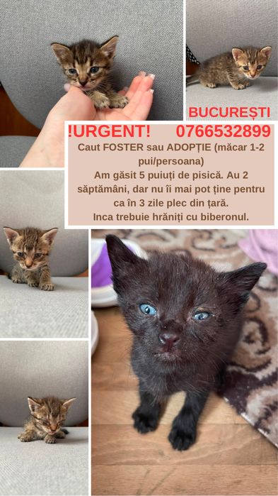 URGENT București: 5 puii de pisică (2 săptămâni) – Adopție / Foster