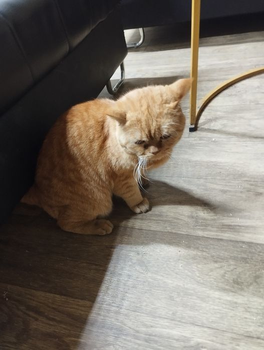 Mushuk erkak (Кот, мальчик) British fold