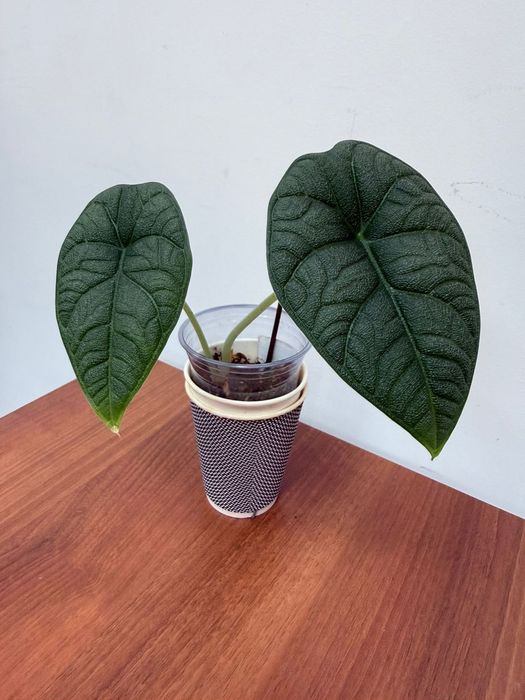 Продам Алоказию Мело