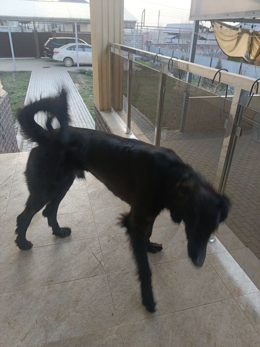 Продам собаку, тазы