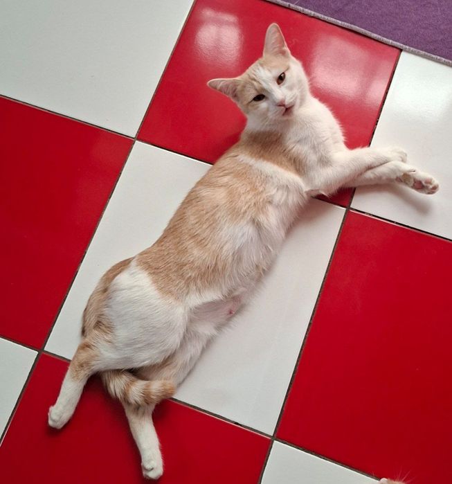 Кошка 1,5 года домашняя