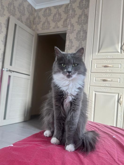 Домашная кошка, Сибирская