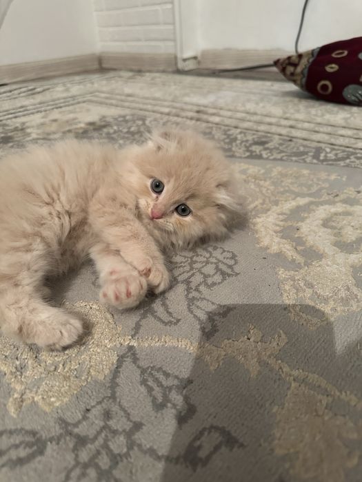 Шотланский вислоухи как мишутка