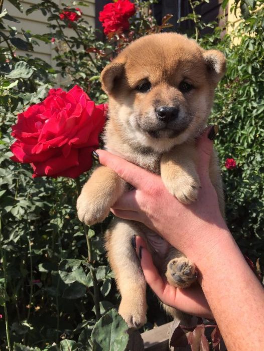 японская сиба-ину