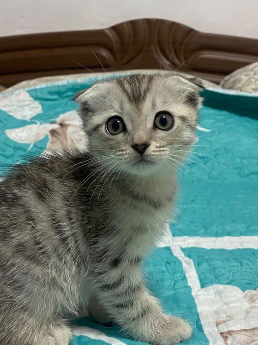 Продам шатланскую девочку