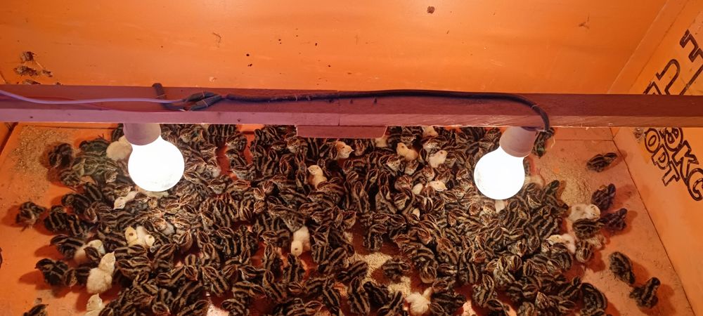 Jója shiqaruvshi inkubatorlar yasaberiladi zakasga