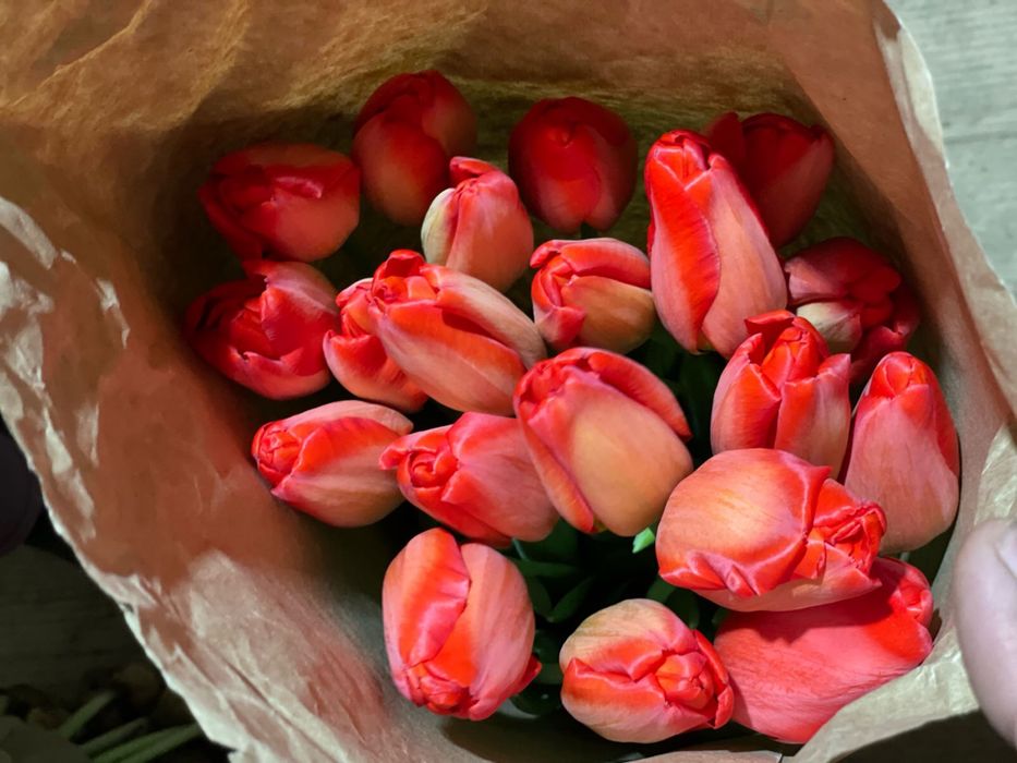 Тюльпаны оптом !!