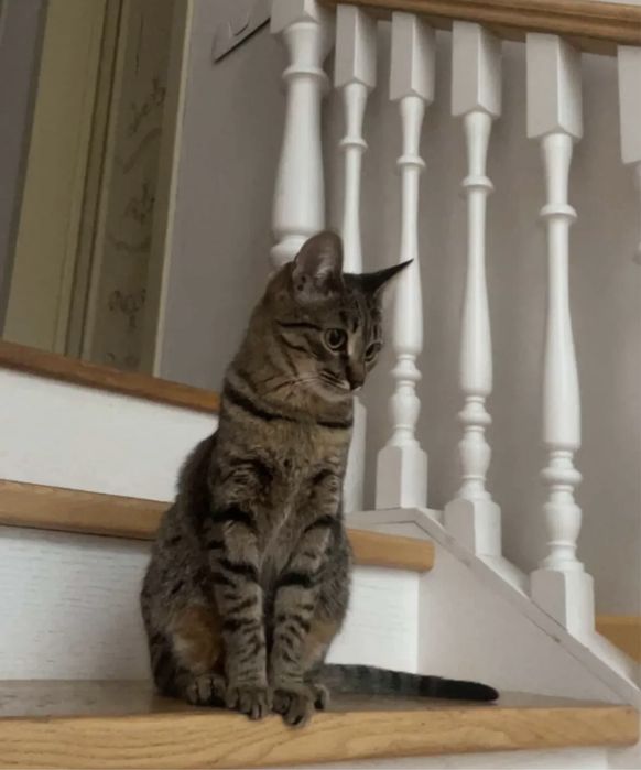 Кошка 10 месяцев