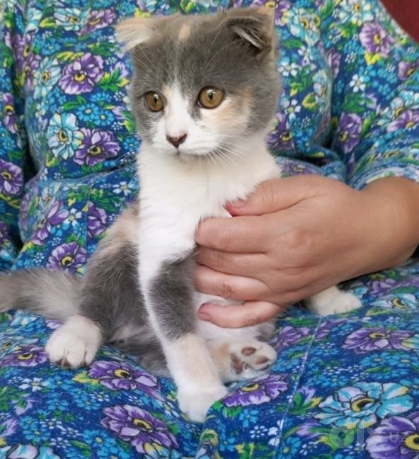 Шотландский вислоухий котёнок