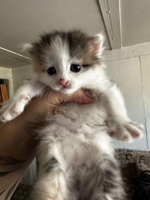 Отдам котят в хорошие руки