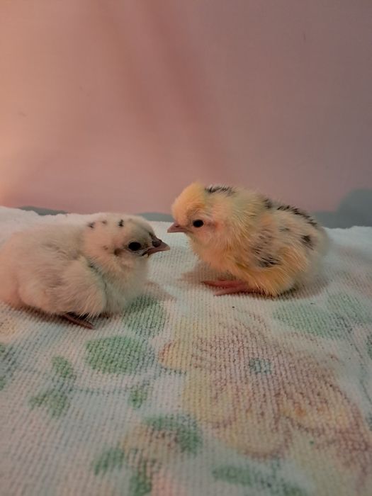 Продам цеплят разных пород !