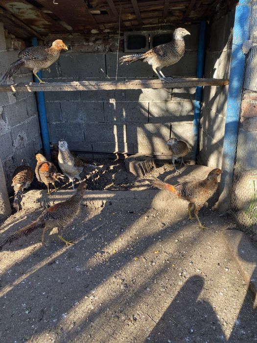 Червенозлатни фазани млади