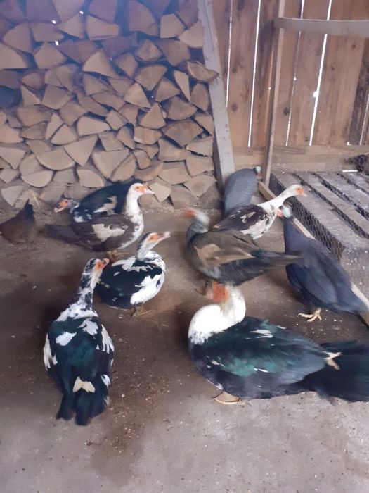 Rate mute 2024 mai multe culorii