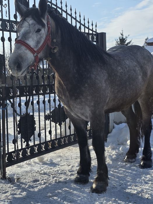Vând mânză de 3 ani.