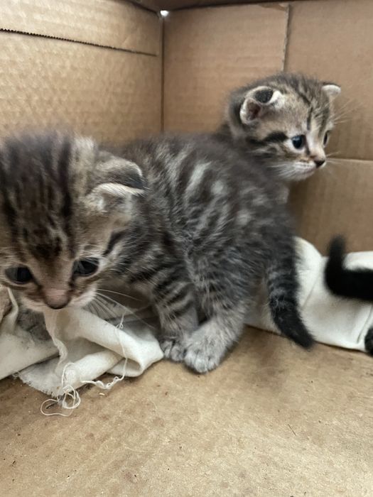 Отдам котят в добрые руки!