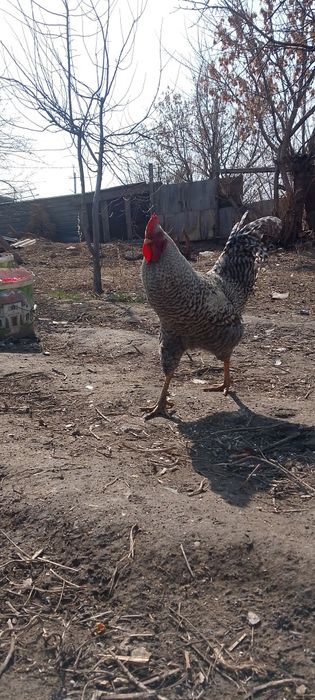 5 мыннан штуг келсм бар