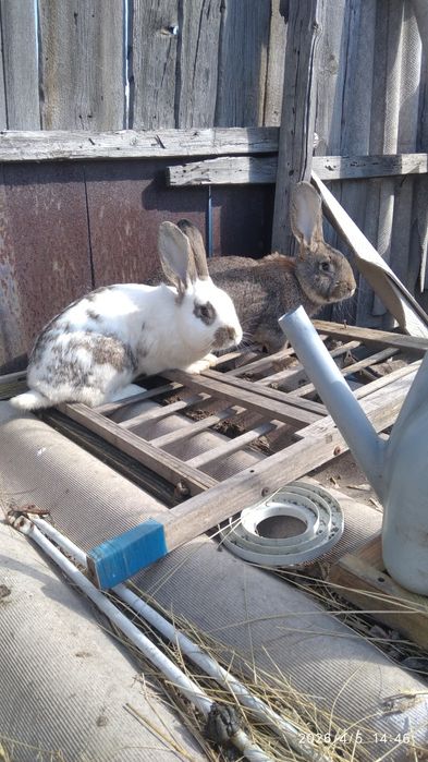 Продам кроликов.