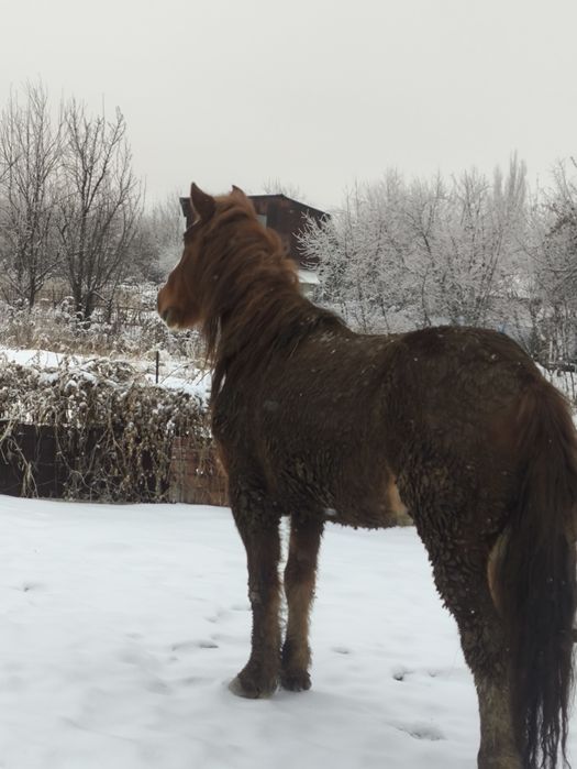 Продам коня пять лет