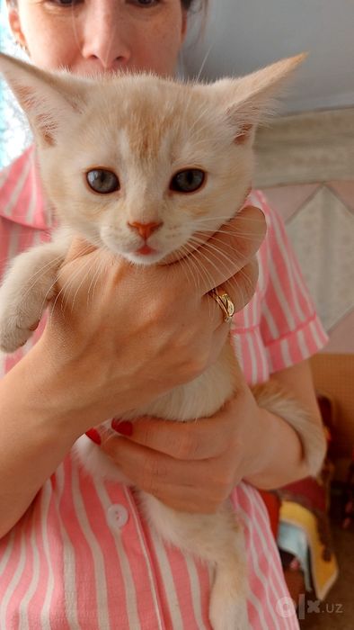 Продаются котята страйт и фолт