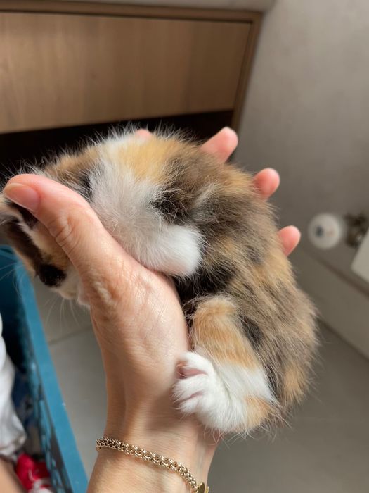 Продам котят , все мальчики