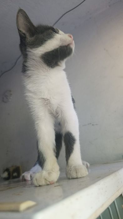 Котята 3 мес в добрые руки