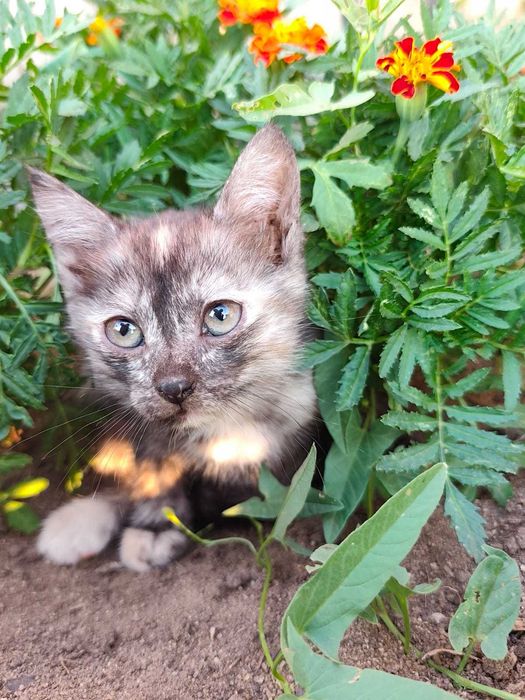Отдам котят в добрые руки