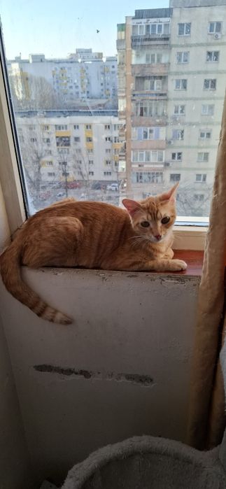 Motan bland de adoptat