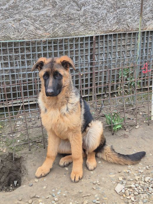 Ciobănesc German cu Pedigree