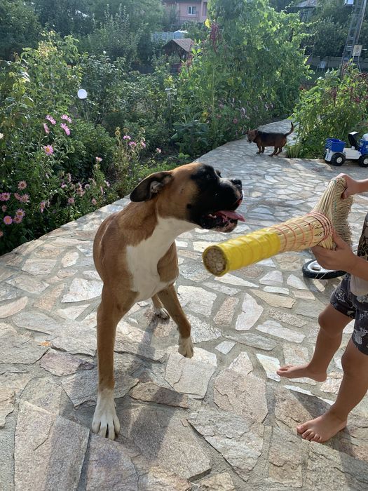 Catel Boxer doar in Iasi