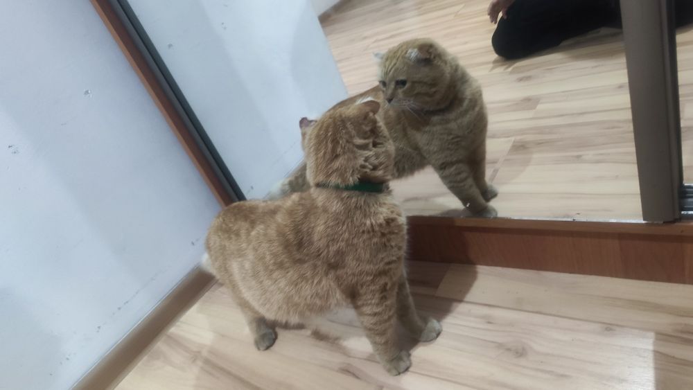 Нашли кошку, беременную