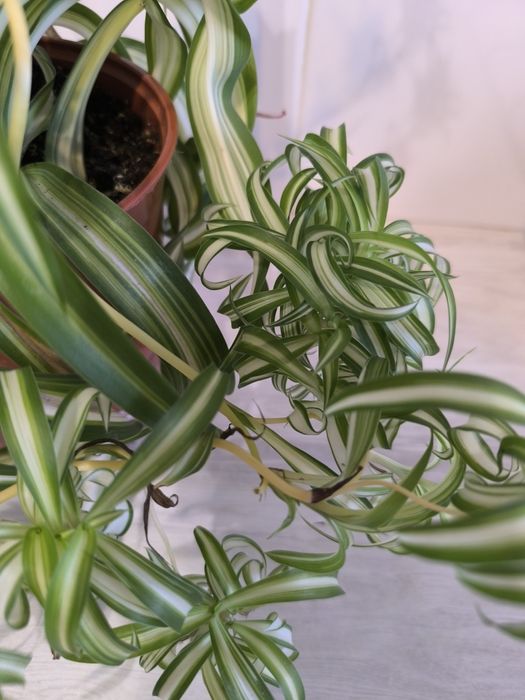 Цветы комнатные по 1000