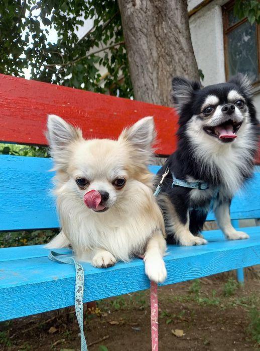 Кобели для вязки (чихуахуа)