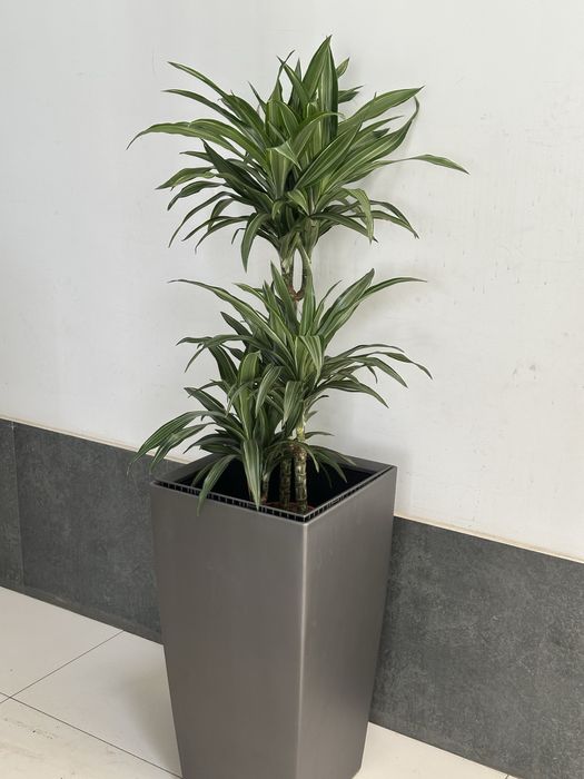 Офисные растения