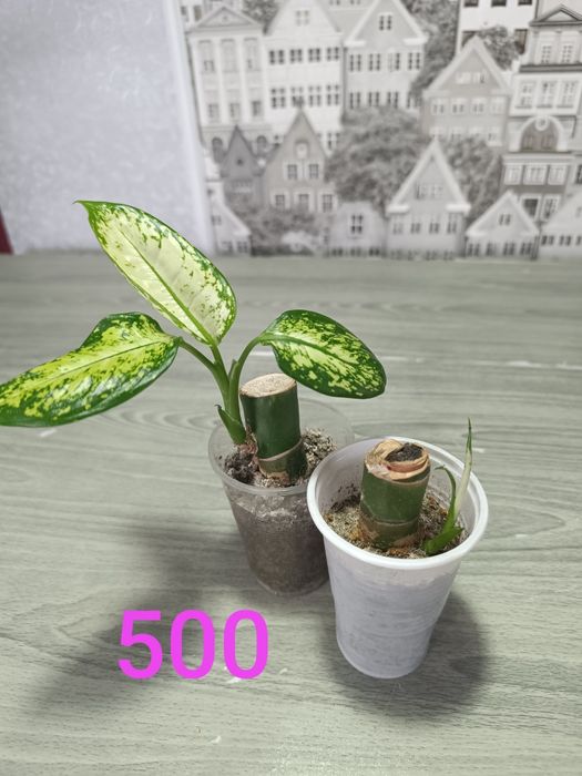 Продам недорого цветы