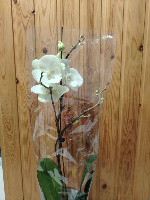 Орхидея! Орхидея!