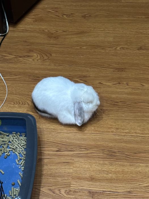 Декоративный кролик в хорошие руки