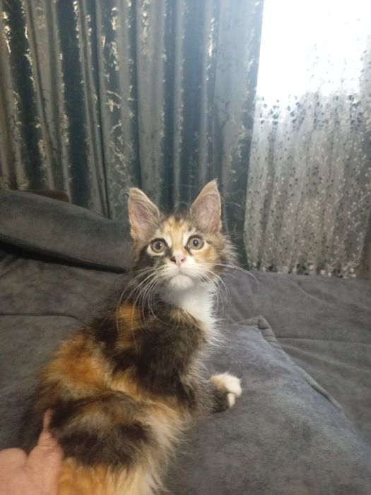 Котятки мейн-куна