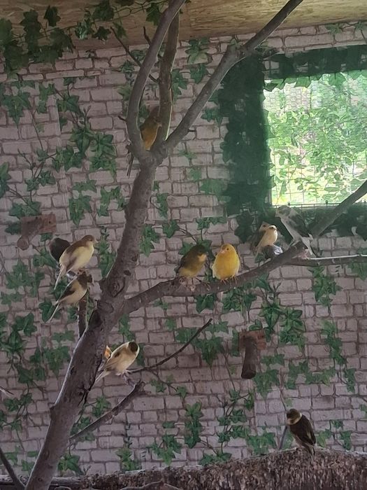 Vând canari care canta