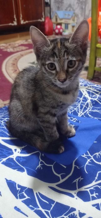 Котята отдам в добрые руки