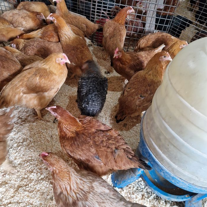 Puicute kabir media 3kg