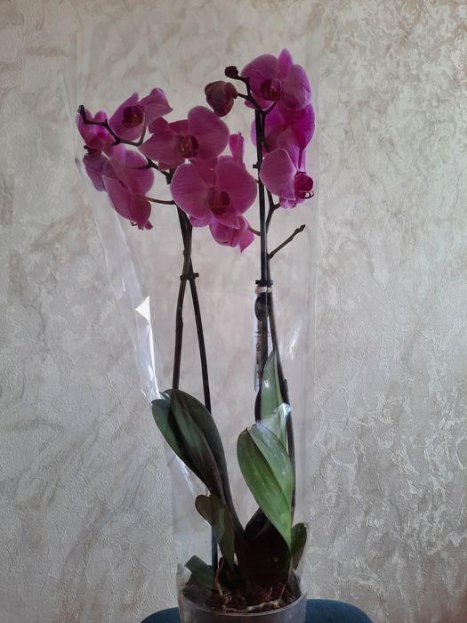Продам шикарную Орхидею