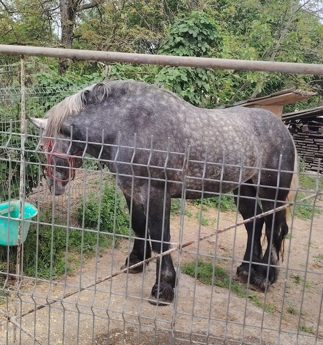 Iapă,2 manze și un armăsar de elită