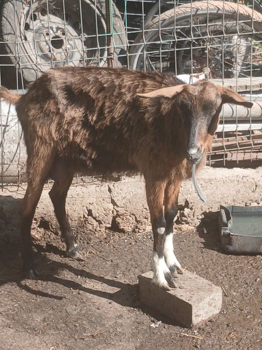 Vând capră cu iadă