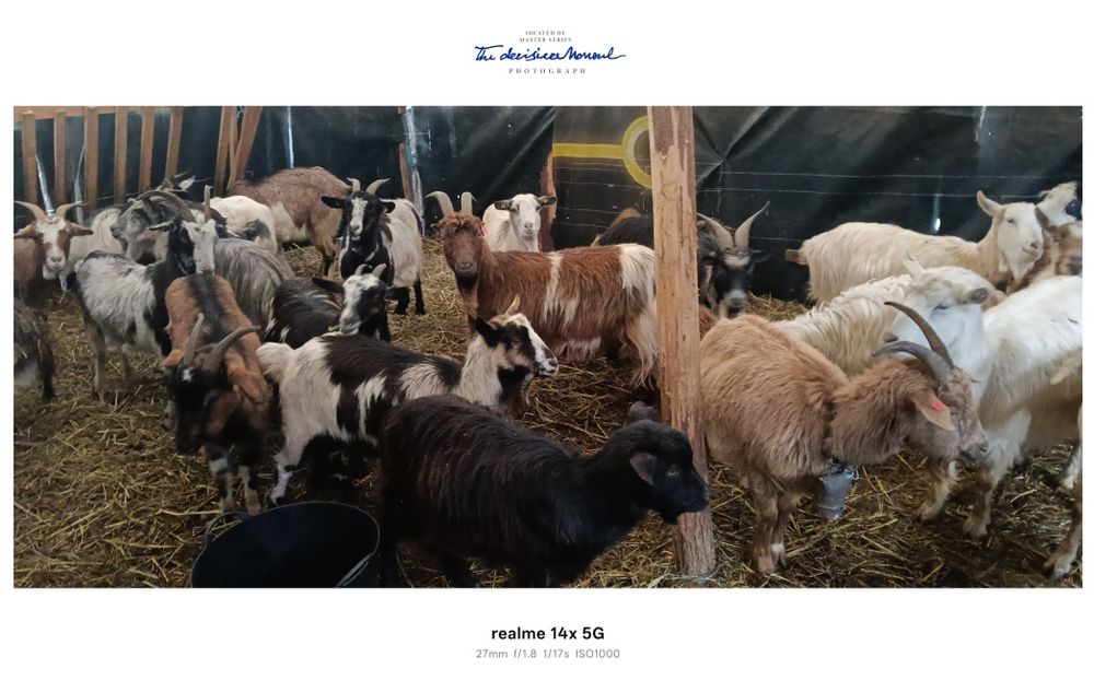 Vând capre gestante