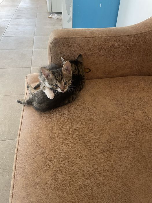 Отдам даром двух котят